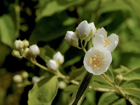 Jaśminowiec wonny Erectus - biały pachnący Philadelphus coronarius 'Erectus' 4