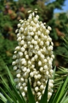 Jukka karolińska - krępla Yucca filamentosa 5