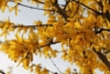 Forsycja Maluch- Miniaturowa do ogrodu i donic Forsythia × intermedia 'Maluch' 10