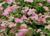 Tawuła japońska Genpei - dwukolorowa Spiraea japonica 'Genpei ' 3