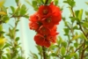 Pigwowiec japoński Fire Dance - różowe kwiaty Chaenomeles japonica 'Fire Dance' 4