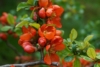 Pigwowiec japoński Fire Dance - różowe kwiaty Chaenomeles japonica 'Fire Dance' 3