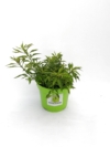 Forsycja Maluch- Miniaturowa do ogrodu i donic Forsythia × intermedia 'Maluch' 2