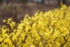 Forsycja MINIGOLD - idealna na żywopłot Forsythia × intermedia 'Minigold' 3