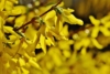 Forsycja Maluch- Miniaturowa do ogrodu i donic Forsythia × intermedia 'Maluch' 11