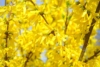 Forsycja Kumson - zwisające pędy UNIKAT Forsythia × intermedia 'Kumson' 3