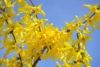 Forsycja pośrednia - roślina idealna na żwyopłot Forsythia × intermedia 3