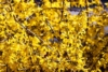 Forsycja pośrednia - roślina idealna na żwyopłot Forsythia × intermedia 4