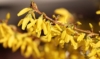 Forsycja Maluch- Miniaturowa do ogrodu i donic Forsythia × intermedia 'Maluch' 3