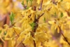 Forsycja pośrednia Lednogóra -zielone liście Forsythia × intermedia 'Lednogora' 6