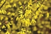 Forsycja Kumson - zwisające pędy UNIKAT Forsythia × intermedia 'Kumson' 2