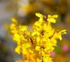 Forsycja pośrednia - roślina idealna na żwyopłot Forsythia × intermedia 5