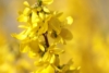 Forsycja Maluch- Miniaturowa do ogrodu i donic Forsythia × intermedia 'Maluch' 5
