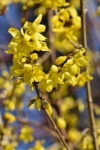 Forsycja Kumson - zwisające pędy UNIKAT Forsythia × intermedia 'Kumson' 8