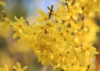 Forsycja Kumson - zwisające pędy UNIKAT Forsythia × intermedia 'Kumson' 4