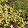Forsycja MINIGOLD - idealna na żywopłot Forsythia × intermedia 'Minigold' 2