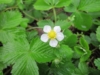 TRUSKAWKA WISZĄCA Tristan Cherry- CZERWONE DUŻE OWOCE Fragaria 'Tristan cherry' 3