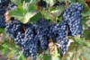 Winogron winorośl BUFFALO granatowe - IDEALNA NA WINA Vitis vinifera 'Buffalo' 10