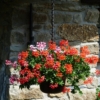 Pelargonia zwisająca - czerwona Pelargonia zwisająca - czerwona 2