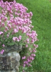Gęsiówka Little Treasure Deep Rose - różowa odmiana Gypsophila repens 'Deep rose; 4