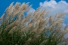 Miskant Chiński Cute One - ZMIENNI KOLOR KŁOSÓW Miscanthus sinensis 'Cute One 4