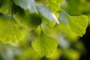 Miłorząb dwuklapowy (Ginko biloba) - Roślina Życia - p9 Ginko biloba 3