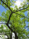 Miłorząb dwuklapowy (Ginko biloba) - Roślina Życia - p9 Ginko biloba 4