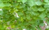 Miłorząb dwuklapowy (Ginko biloba) - Roślina Życia - p9 Ginko biloba 5