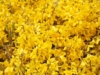 Forsycja Maluch- Miniaturowa do ogrodu i donic Forsythia × intermedia 'Maluch' 7