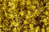 Forsycja Maluch- Miniaturowa do ogrodu i donic Forsythia × intermedia 'Maluch' 8