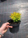 Berberys Thunberga Golden Zwerg - złota kulka Berberis Thunbergii 'Golden Zwerg' 3