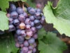 Winogron winorośl bezpestkowy Einset Seedless - ODMIANA NA RODZYNKI Vitis vinifera 'Einset seedless' 7