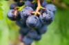 Winogron winorośl Marechal Foch niebieskie - PROFESJONALNA ODMIANA Vitis vinifera 'Merechal Foch' 8