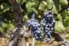 Winogron winorośl Muscat Bleu - GRANATOWA ODPORNA NA CHOROBY Vitis vinifera 'Muscat Bleu' 5