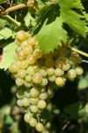 Winogron winorośl Iza Zaliwska żółta - TRUSKAWKOWY AROMAT Vitis vinifera 'Iza Zaliwska' 3