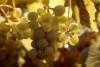 Winogron Aurora, winorośl żółte -NASZ ULUBIONY Vitis vinifera 'Aurora' 8