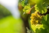 Winogron winorośl Iza Zaliwska żółta - TRUSKAWKOWY AROMAT Vitis vinifera 'Iza Zaliwska' 2