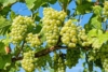 Winogron INTERLAKEN bezpestkowy, winorośl - POPULARNA Vitis vinifera 'INTERLAKEN ' 2