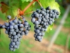 Winogron winorośl BUFFALO granatowe - IDEALNA NA WINA Vitis vinifera 'Buffalo' 4