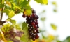 Winogron winorośl bezpestkowy Einset Seedless - ODMIANA NA RODZYNKI Vitis vinifera 'Einset seedless' 6