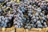 Winogron winorośl Muscat Bleu - GRANATOWA ODPORNA NA CHOROBY Vitis vinifera 'Muscat Bleu' 7