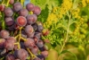 Winogron winorośl bezpestkowy Einset Seedless - ODMIANA NA RODZYNKI Vitis vinifera 'Einset seedless' 5