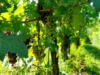 Winogron winorośl Iza Zaliwska żółta - TRUSKAWKOWY AROMAT Vitis vinifera 'Iza Zaliwska' 9