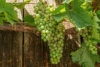 Winogron Aurora, winorośl żółte -NASZ ULUBIONY Vitis vinifera 'Aurora' 4
