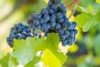 Winogron winorośl Marechal Foch niebieskie - PROFESJONALNA ODMIANA Vitis vinifera 'Merechal Foch' 9