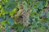 Winogron winorośl Iza Zaliwska żółta - TRUSKAWKOWY AROMAT Vitis vinifera 'Iza Zaliwska' 8