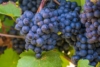 Winogron winorośl BUFFALO granatowe - IDEALNA NA WINA Vitis vinifera 'Buffalo' 5