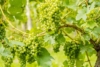 Winogron Aurora, winorośl żółte -NASZ ULUBIONY Vitis vinifera 'Aurora' 3