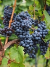 Winogron winorośl Muscat Bleu - GRANATOWA ODPORNA NA CHOROBY Vitis vinifera 'Muscat Bleu' 8