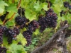 Winogron winorośl bezpestkowy Einset Seedless - ODMIANA NA RODZYNKI Vitis vinifera 'Einset seedless' 8